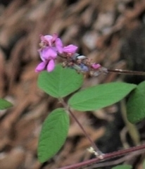 Desmodium intortum
