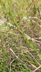 Eupatorium torreyanum