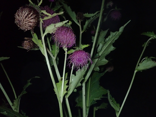 Cirsium yezoense