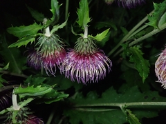 Cirsium yezoense
