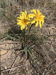 Nothocalais troximoides