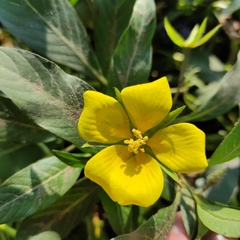 Ludwigia grandiflora