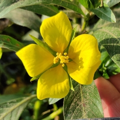 Ludwigia grandiflora