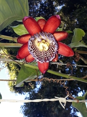 Passiflora alata