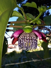Passiflora alata
