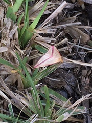 Rhodometra sacraria