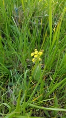 Lomatium bradshawii