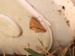 Rhodometra sacraria