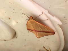 Rhodometra sacraria