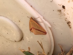 Rhodometra sacraria