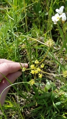 Lomatium bradshawii