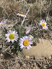 Erigeron poliospermus