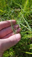 Lomatium bradshawii