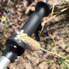 Dalea albiflora