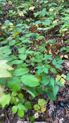Rubus phoenicolasius