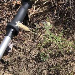 Dalea albiflora