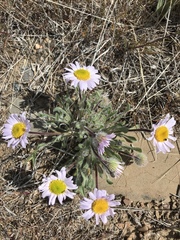 Erigeron poliospermus
