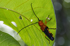 Leuconitocris nigricornis