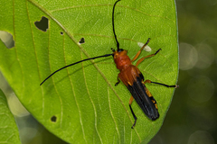 Leuconitocris nigricornis
