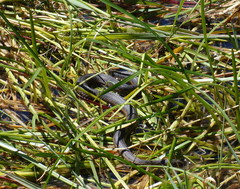 Thamnophis couchii