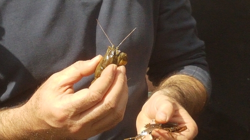 Austropotamobius pallipes