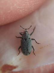 Trichobaris compacta