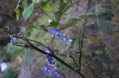 Aconitum kusnezoffii