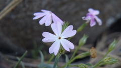 Phlox