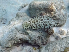 Epinephelus