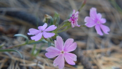Phlox