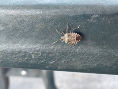 Halyomorpha halys