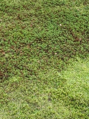 Myriophyllum aquaticum