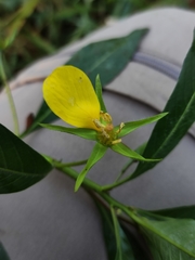 Ludwigia grandiflora