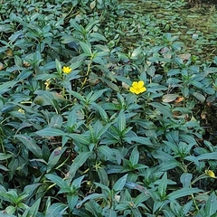 Ludwigia grandiflora