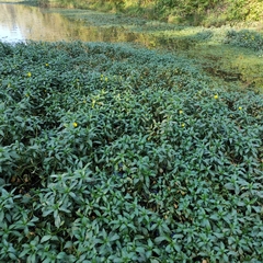Ludwigia grandiflora
