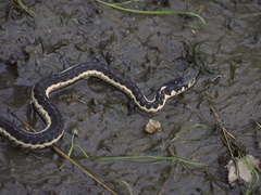 Western Aquatic Garter Snake photo 4