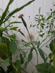 Porophyllum ruderale