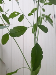 Porophyllum ruderale