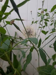Porophyllum ruderale
