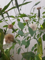 Porophyllum ruderale