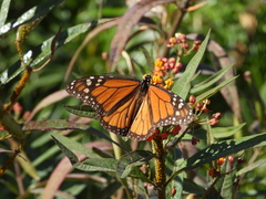 Danaus plexippus