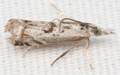 Microcrambus kimballi
