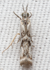 Microcrambus kimballi