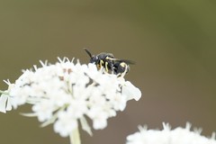 Brachymeria tibialis