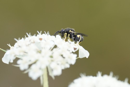 Brachymeria tibialis