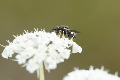 Brachymeria tibialis