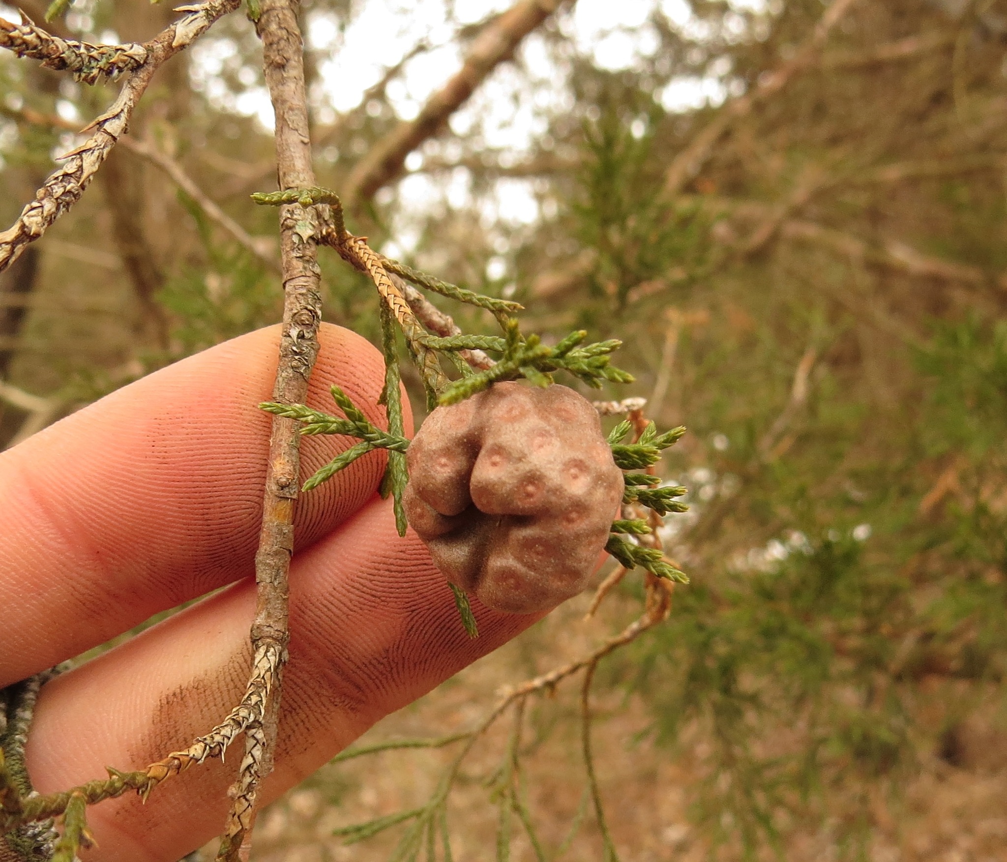 Gymnosporangium juniperi-virginianae image