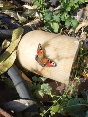 Aglais io