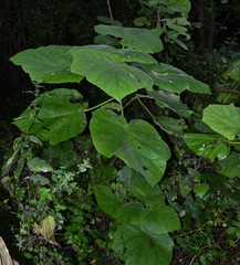 Paulownia tomentosa