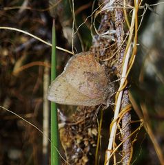 Callophrys augustinus iroides